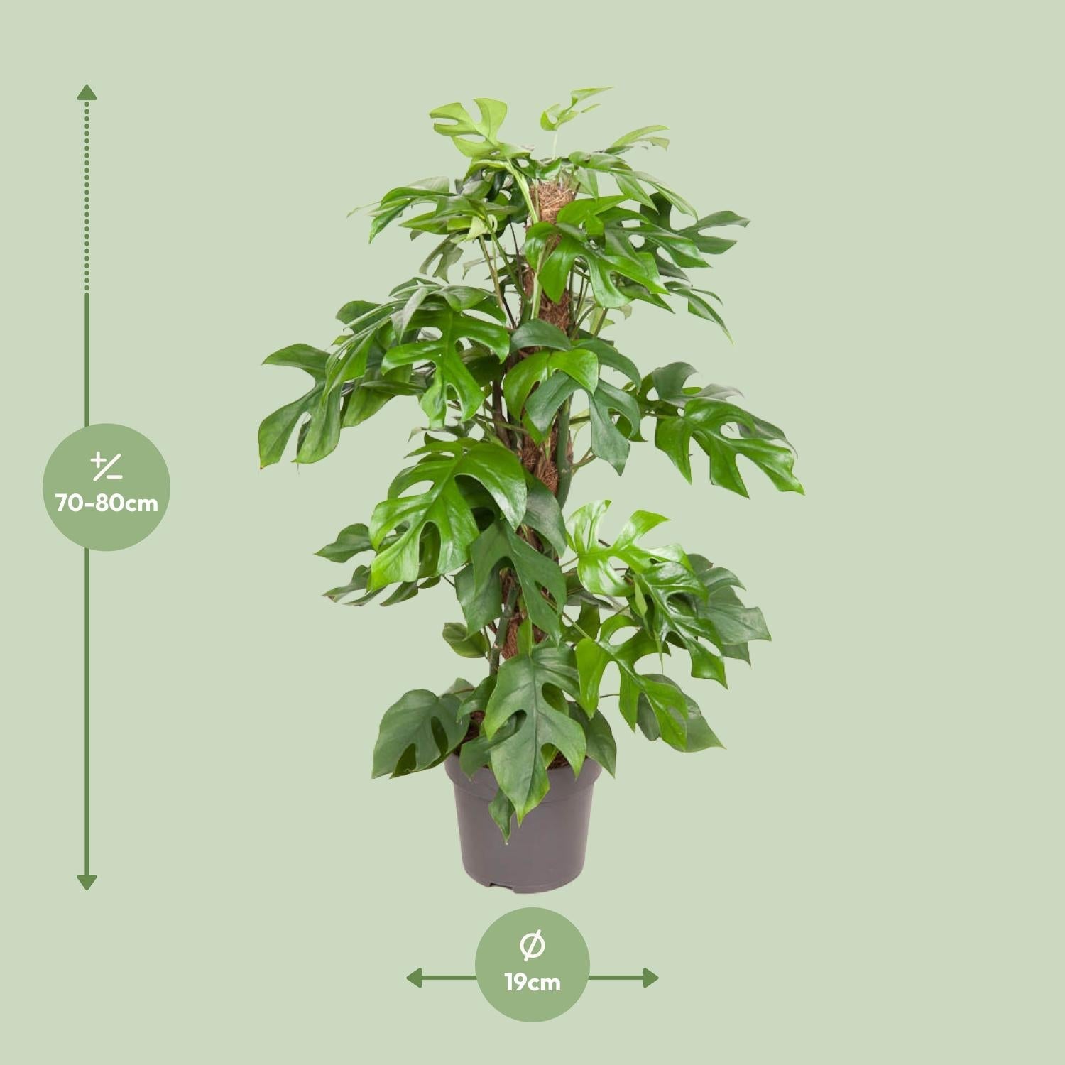 Everspring groene kamerplant van 70 tot 80 cm hoog met stevige bladeren in een grijze pot