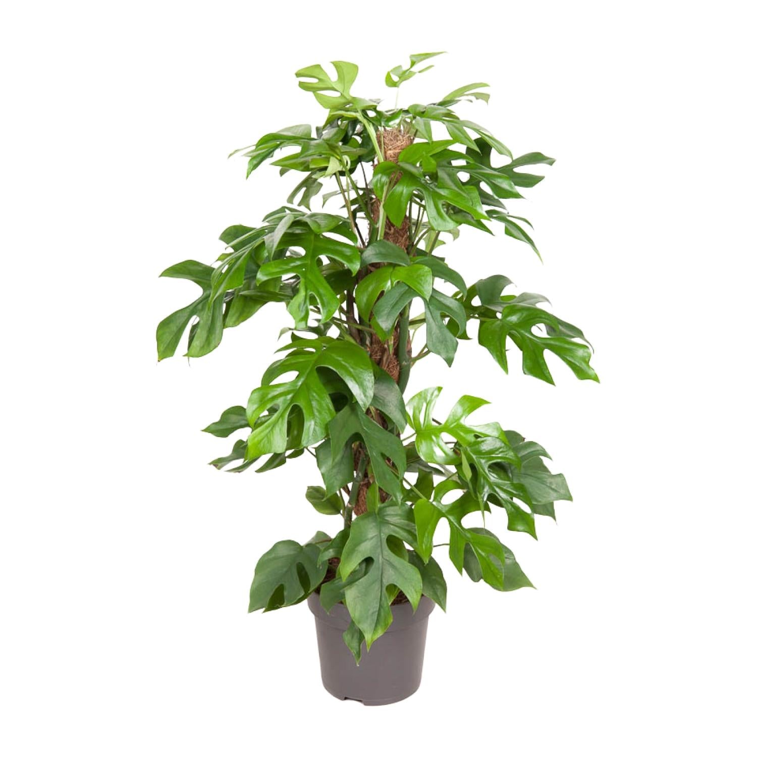 Everspring groene kamerplant met grote geveerde bladeren in zwarte plantenpot