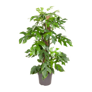 Everspring groene kamerplant met grote geveerde bladeren in zwarte plantenpot