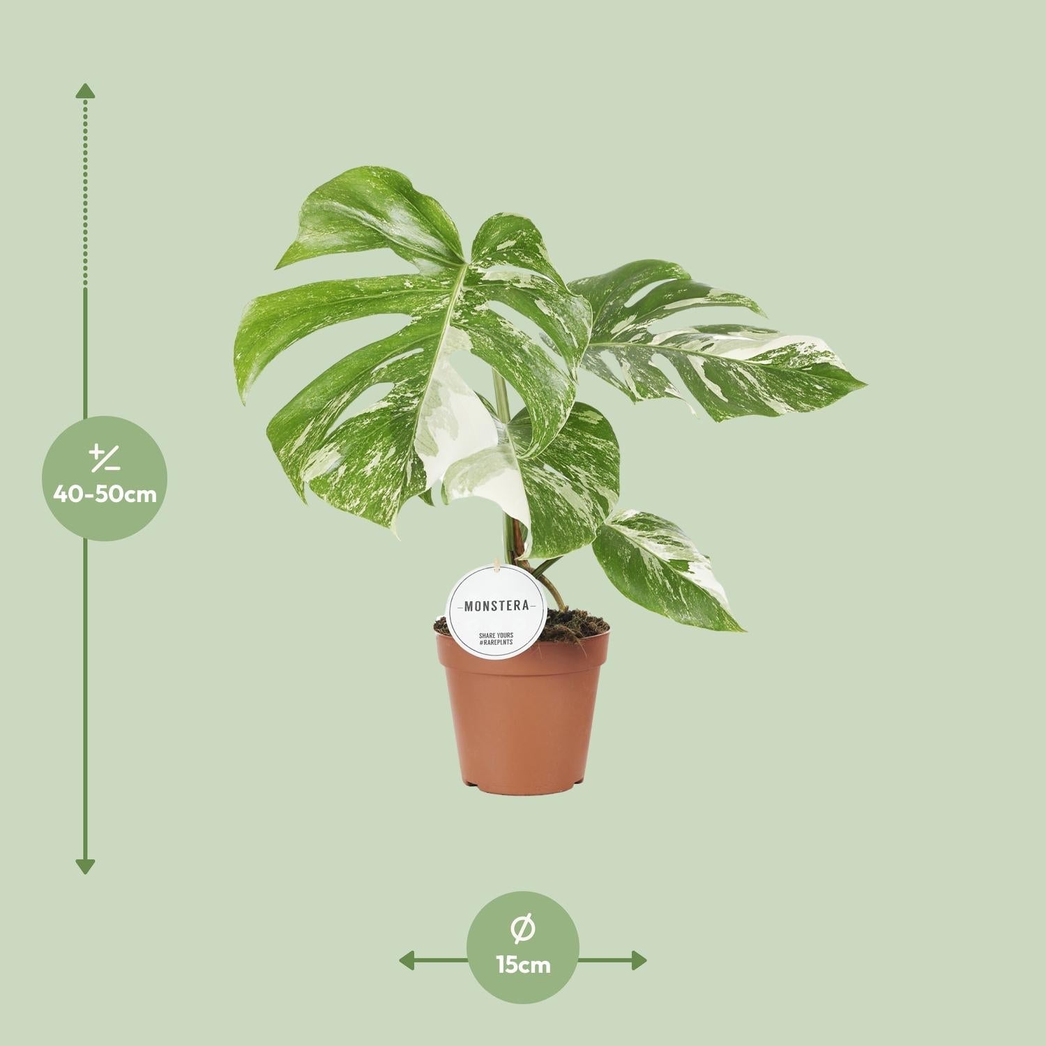 Monstera Deliciosa Variegata kopen plant van Everspring in pot met groene en witte bladeren