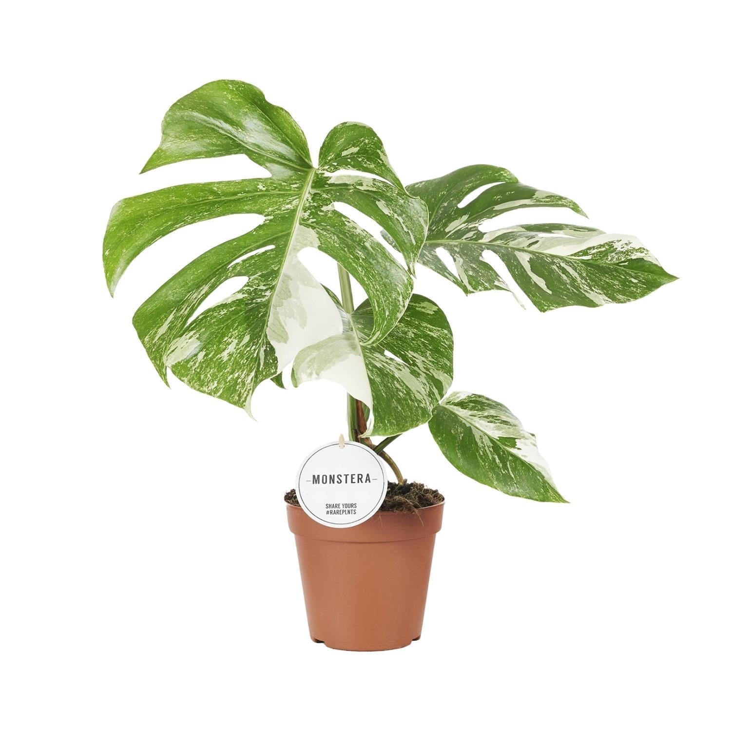 Monstera Deliciosa Variegata kopen bij Everspring in een bruine pot met groene en witte bladeren