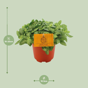 Everspring mozaïekplantje kopen in pot van 10,5 cm met groene bladeren en witte nerven