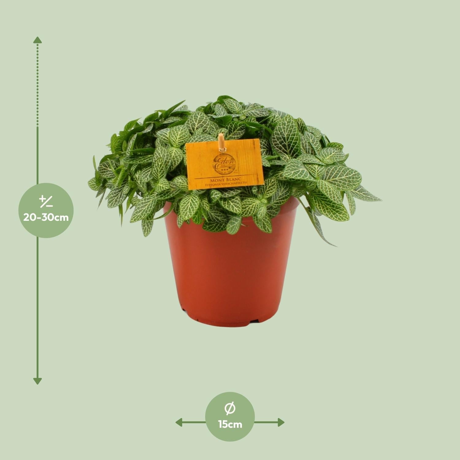 Everspring mozaïekplantje kopen in pot met groene bladeren en witte nerven hoogte 20-30 cm