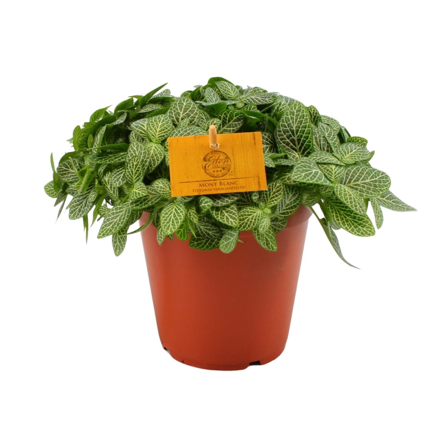 Everspring mozaïekplantje kopen in terracotta pot met groene bladeren en witte nerven