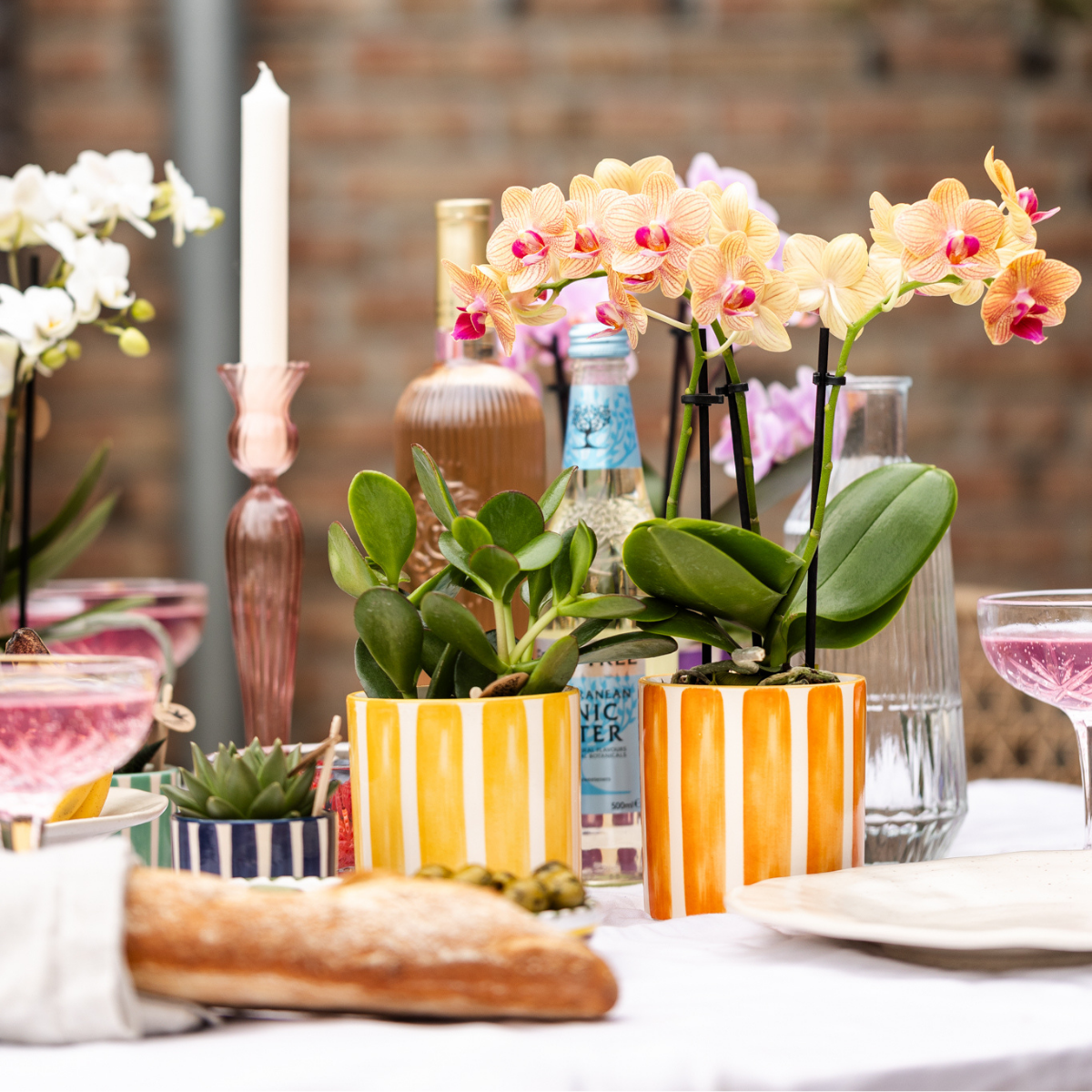 Oranje Phalaenopsis orchidee kopen in gestreepte oranje potten op een gedekte tafel met sfeer en decoratie