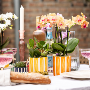 Oranje Phalaenopsis orchidee kopen in gestreepte oranje potten op een gedekte tafel met sfeer en decoratie