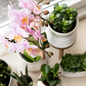 Everspring planten collectie met roze orchidee en verschillende groene vetplanten in potten op vensterbank