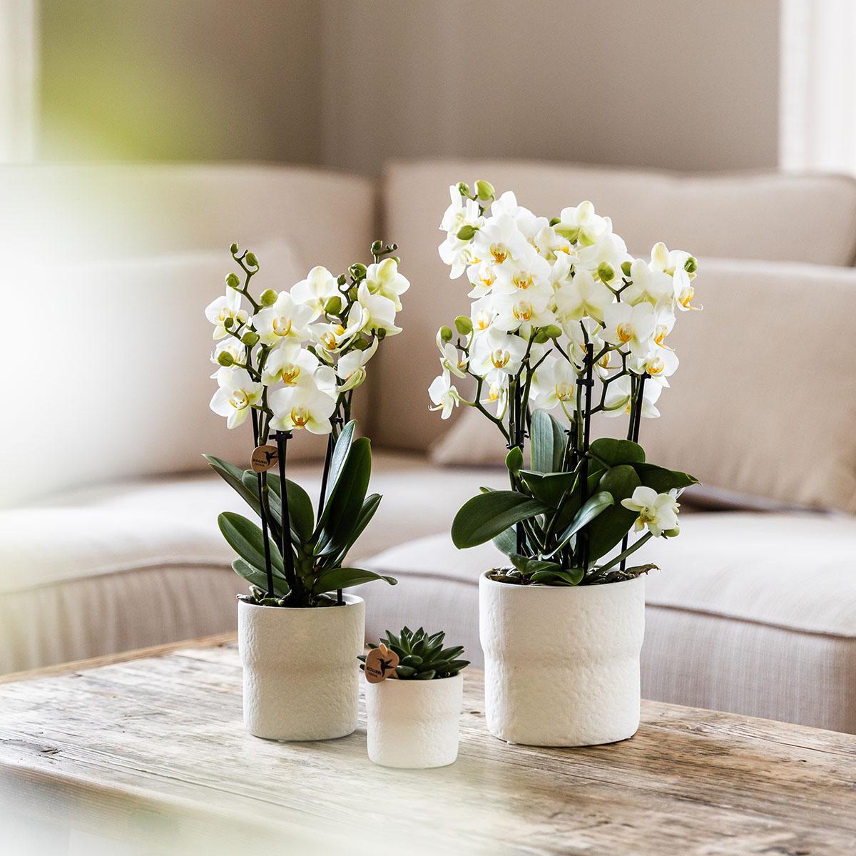 Everspring witte orchidee planten in witte potten op houten tafel in een comfortabele woonkamer