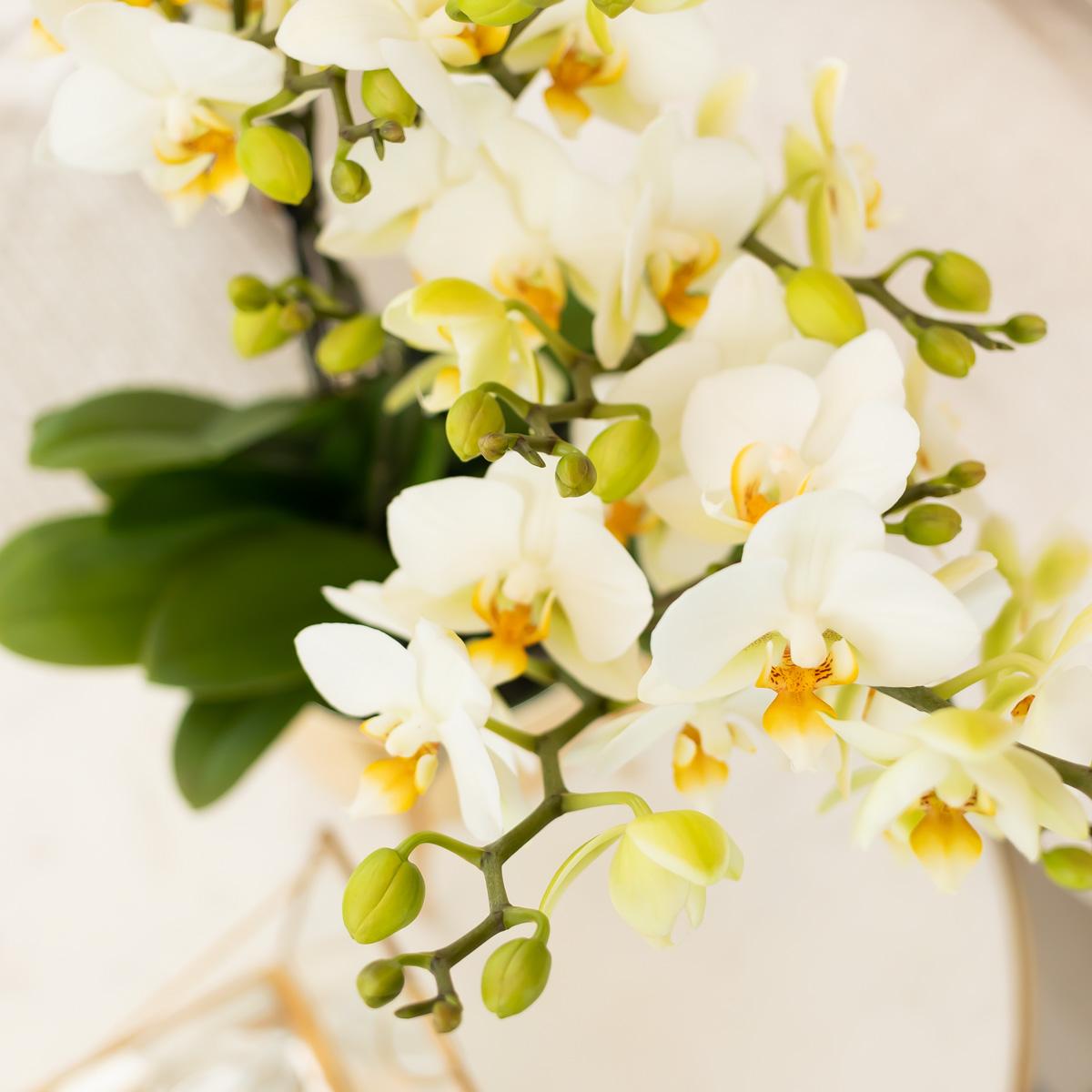 Everspring witte orchidee plant met groene bladeren en delicate gele accenten