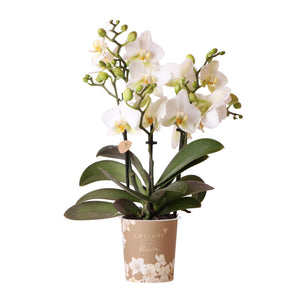 Everspring witte orchidee plant in mooie bloempot met groene bladeren en delicate bloemen