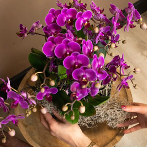 Paarse phalaenopsis orchidee kopen van Everspring met levendige bloemen en groene bladeren op houten schaal