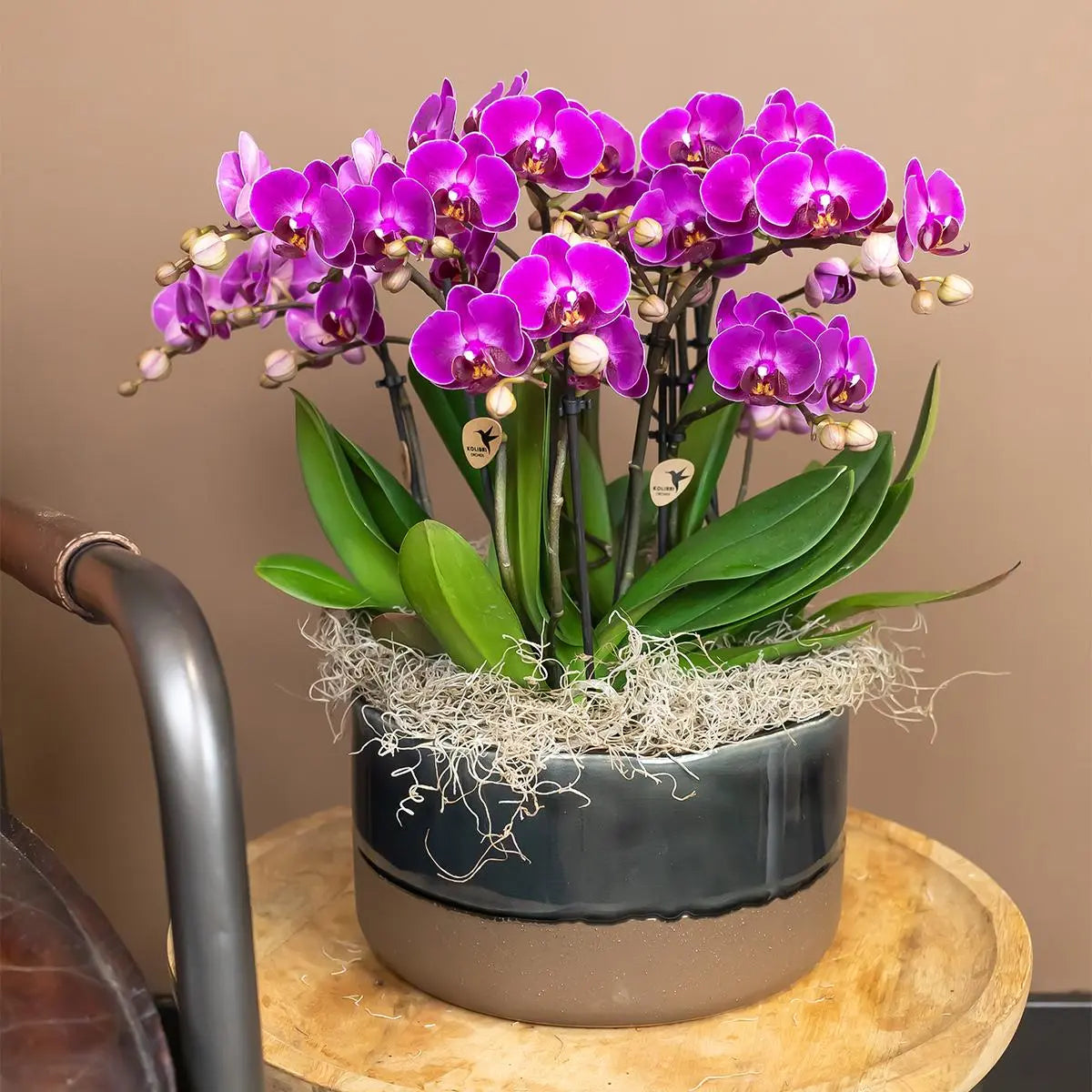 Paarse phalaenopsis orchidee kopen in een moderne Everspring bloempot met groene bladeren