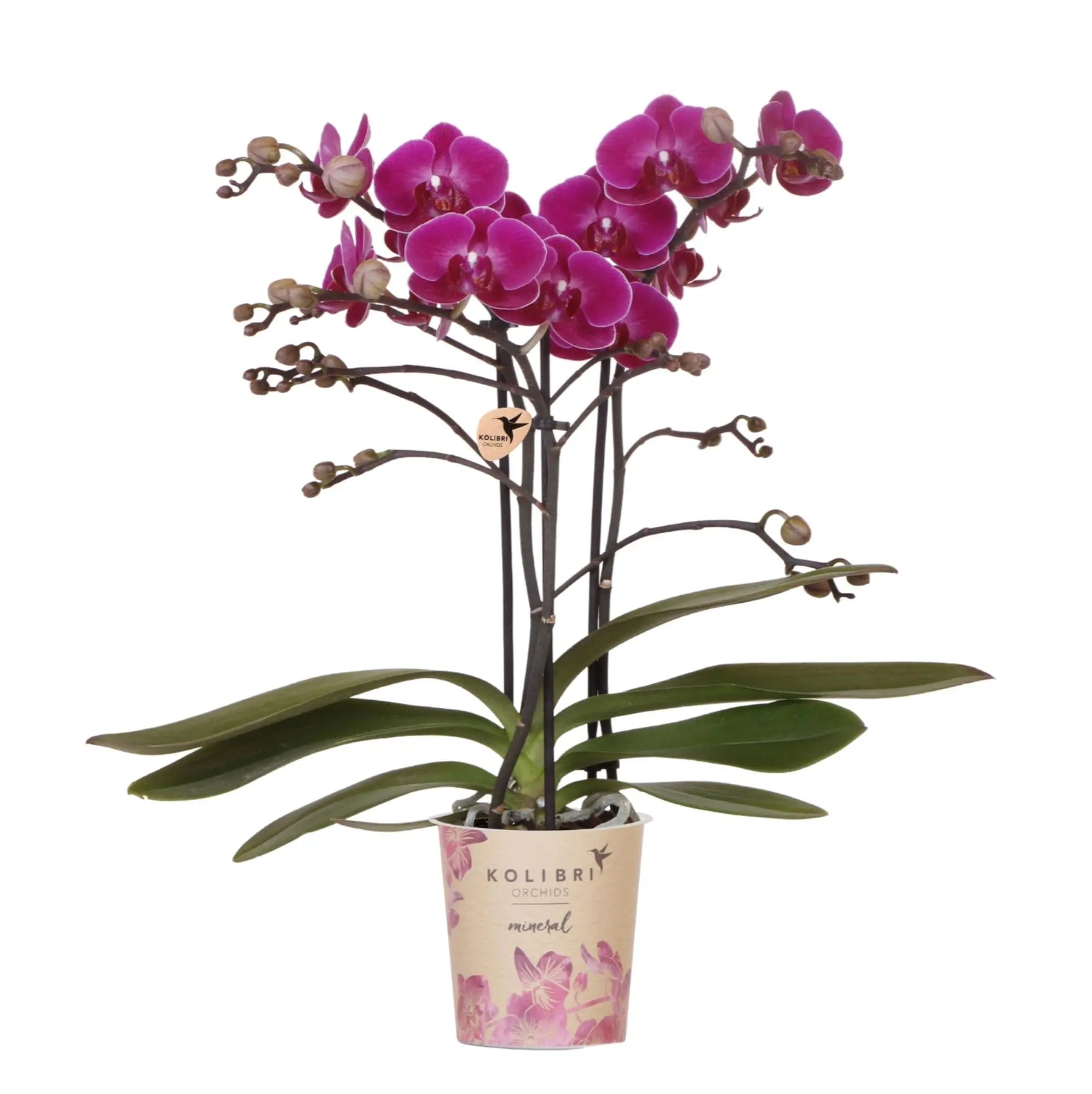 Everspring paarse phalaenopsis orchidee kopen met levendige paarse bloemen en groene bladeren in sierpot