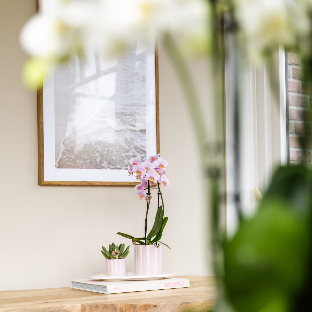 Everspring painted stripe bloempot met orchidee en vetplant op houten tafel naast raam en kunstwerk