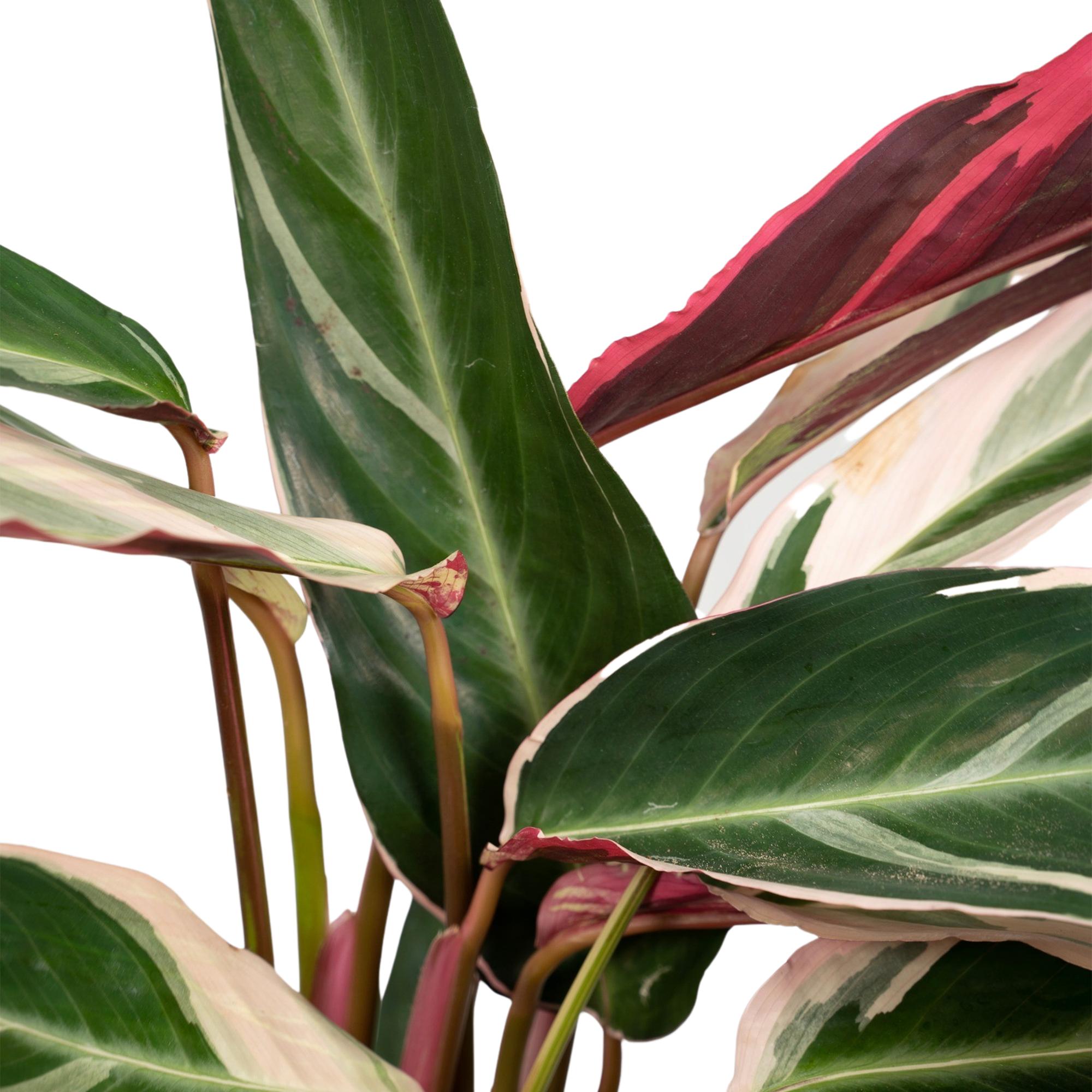 Close-up van pauwenplant met groene en roze bladeren van Everspring pauwenplant kopen