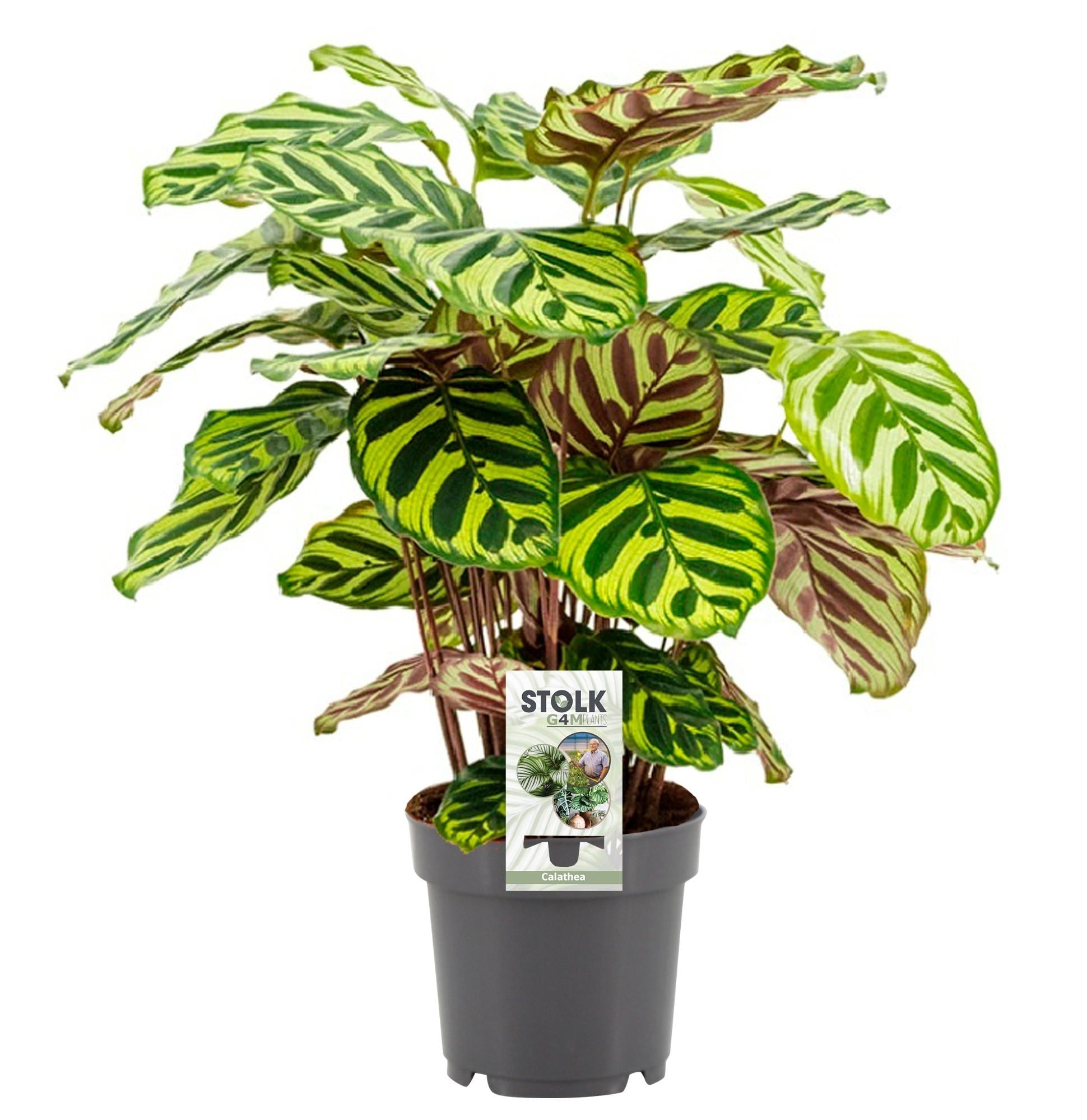 Everspring pauwenplant kopen met opvallende groene bladeren in zwarte pot voor binnen decoratie