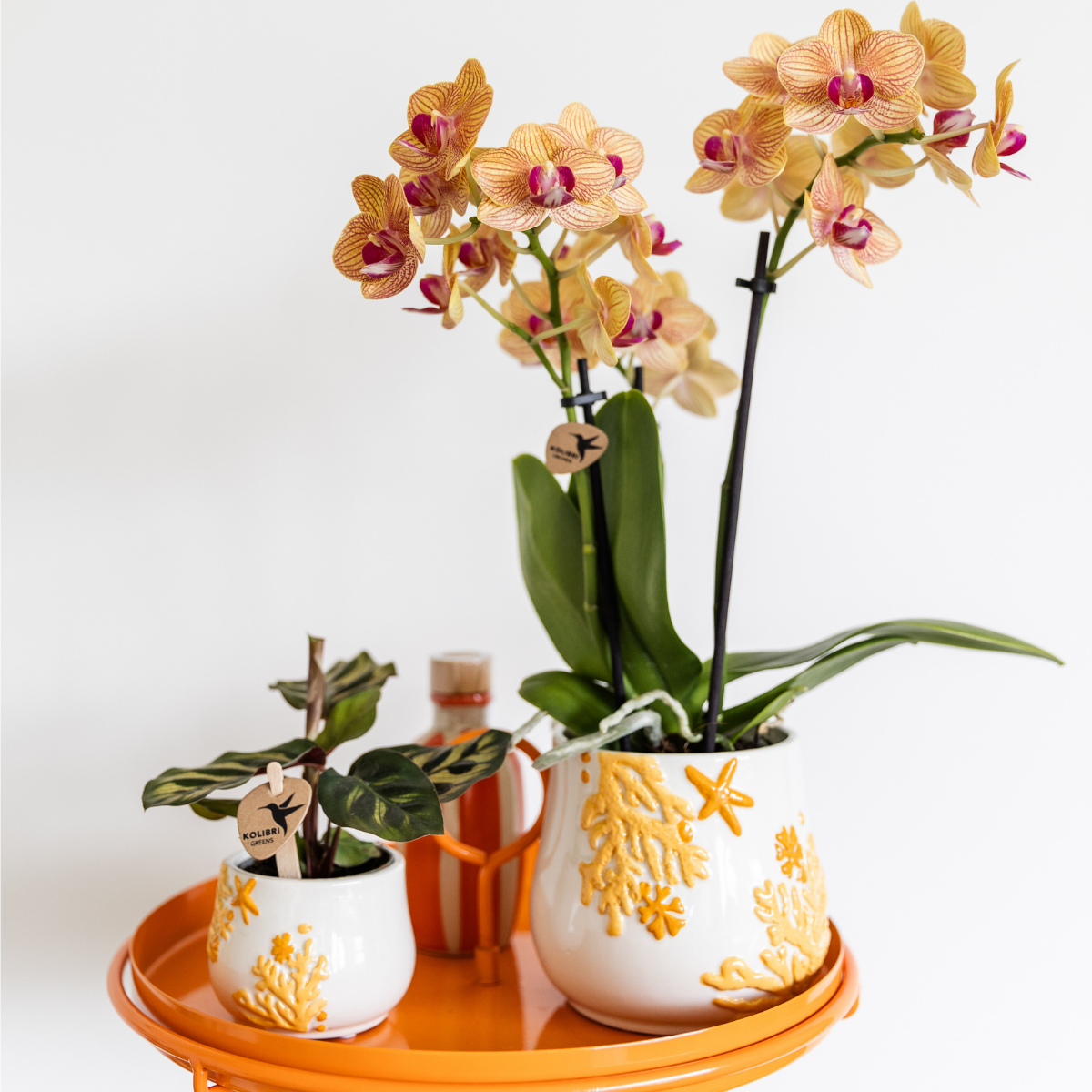 Pauwenplant kopen met groene bladeren in een decoratieve witte pot van Everspring op een oranje tafel