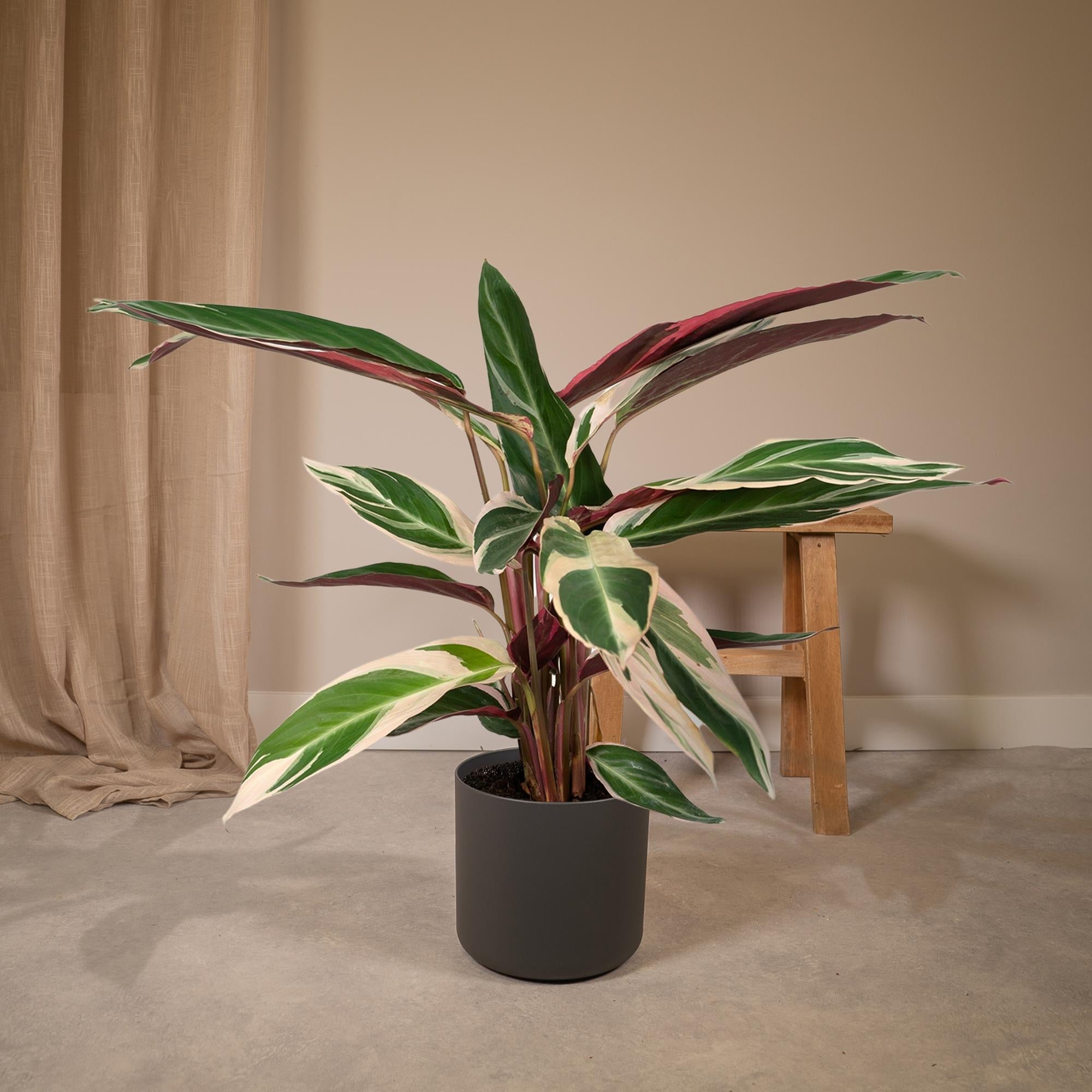 Everspring pauwenplant kopen met groene en witte bladeren in zwarte pot voor sfeervolle binnenruimte