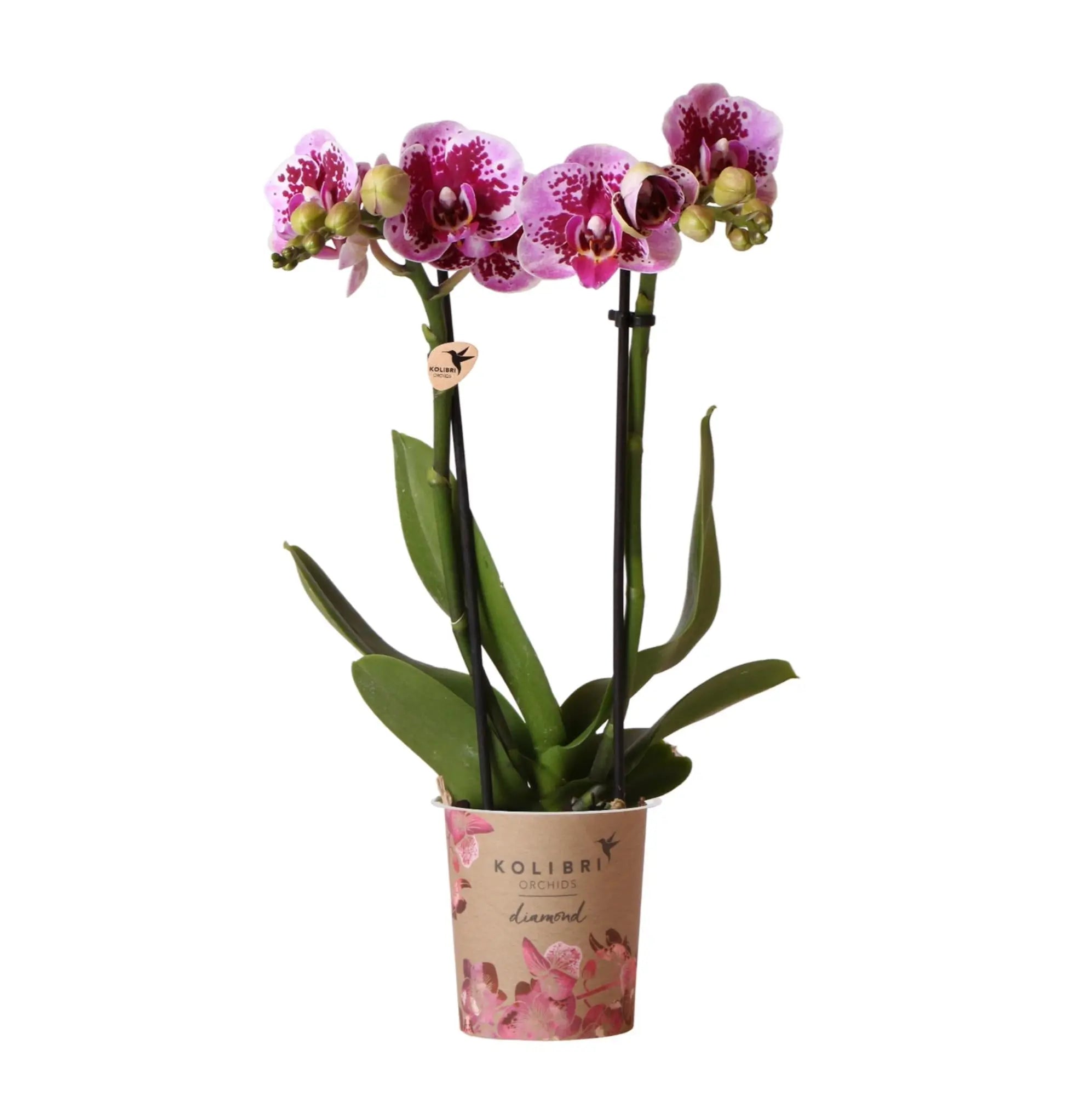 Phalaenopsis orchidee roze paars in pot met groene bladeren van Everspring