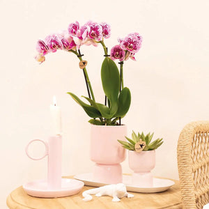 Phalaenopsis orchidee roze paars van Everspring in roze pot met groene bladeren op houten tafel