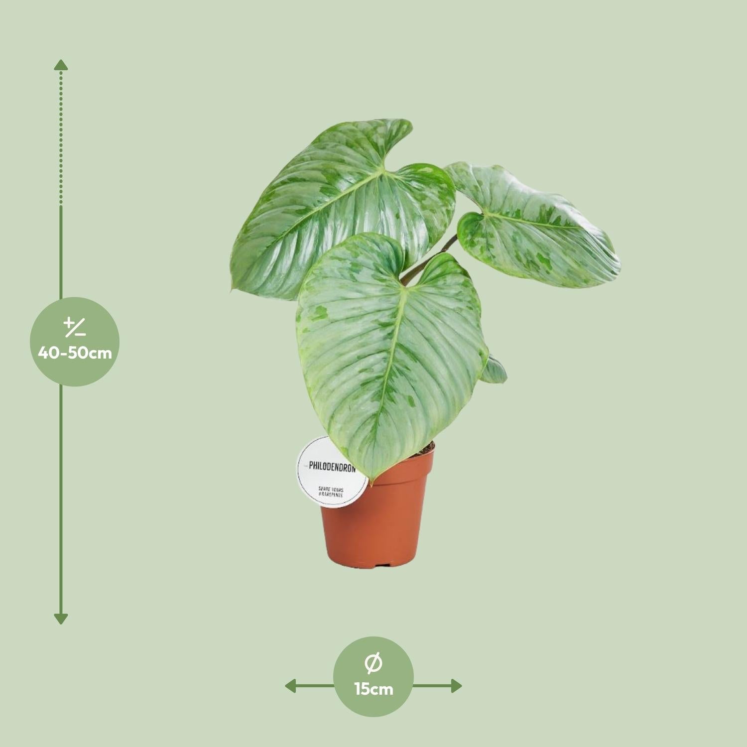 Everspring Philodendron plant in terracotta pot met groene bladeren 40-50 cm hoog
