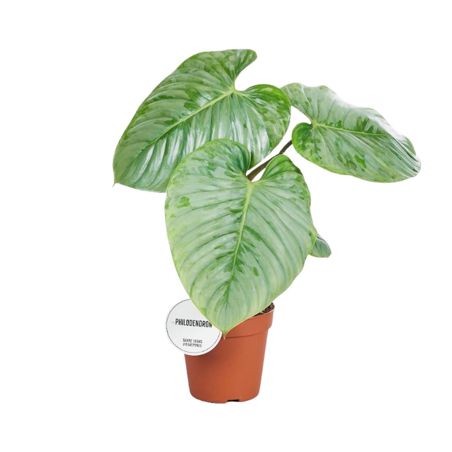 Everspring groene Philodendron plant in terracottapot met grote decoratieve bladeren