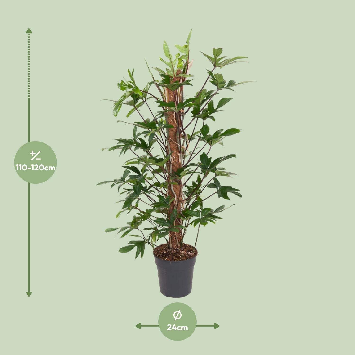 Philodendron Pedatum kopen bij Everspring, groene kamerplant van 110 tot 120 cm hoog in pot van 24 cm