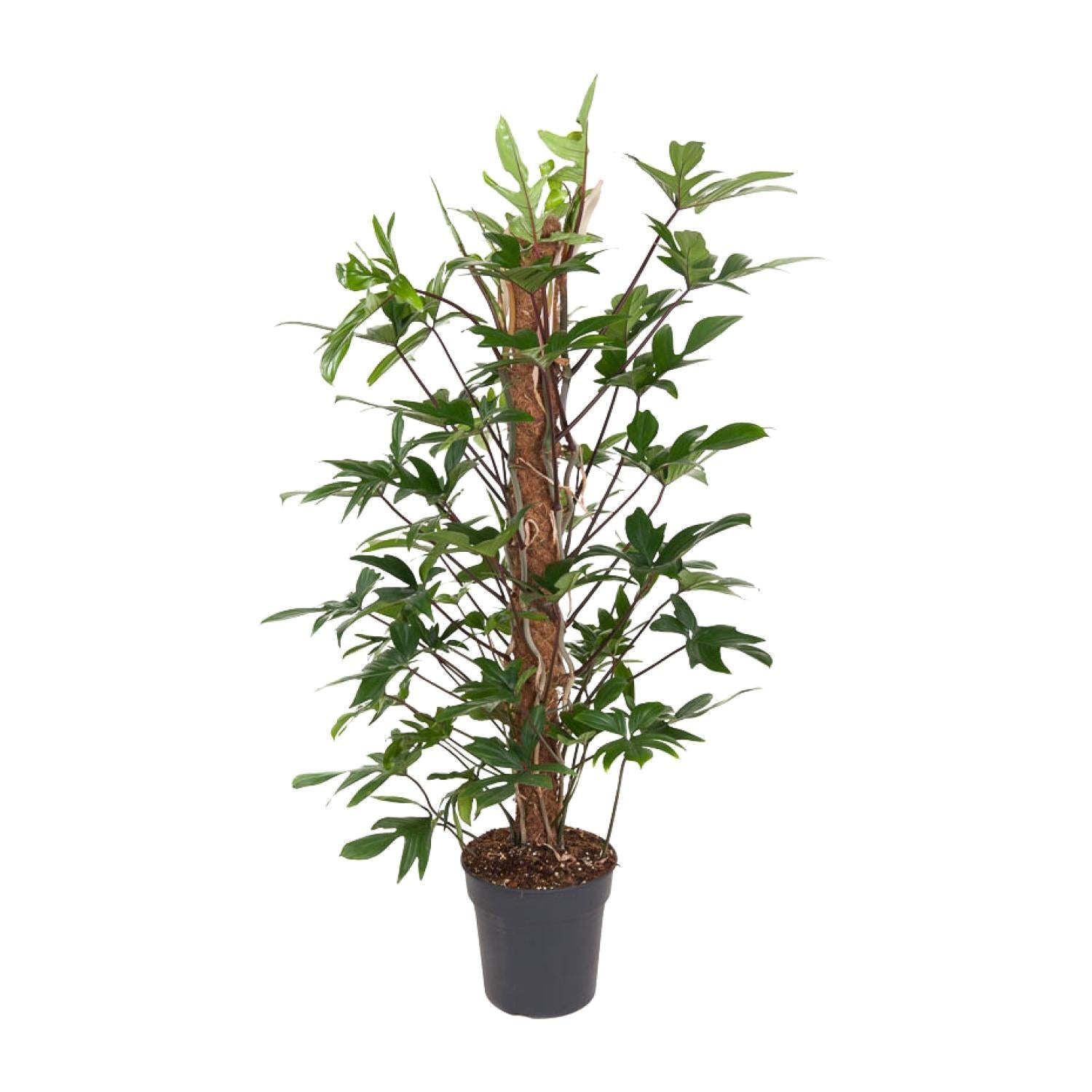 Philodendron Pedatum kopen van Everspring groene kamerplant in pot met rankende stengels