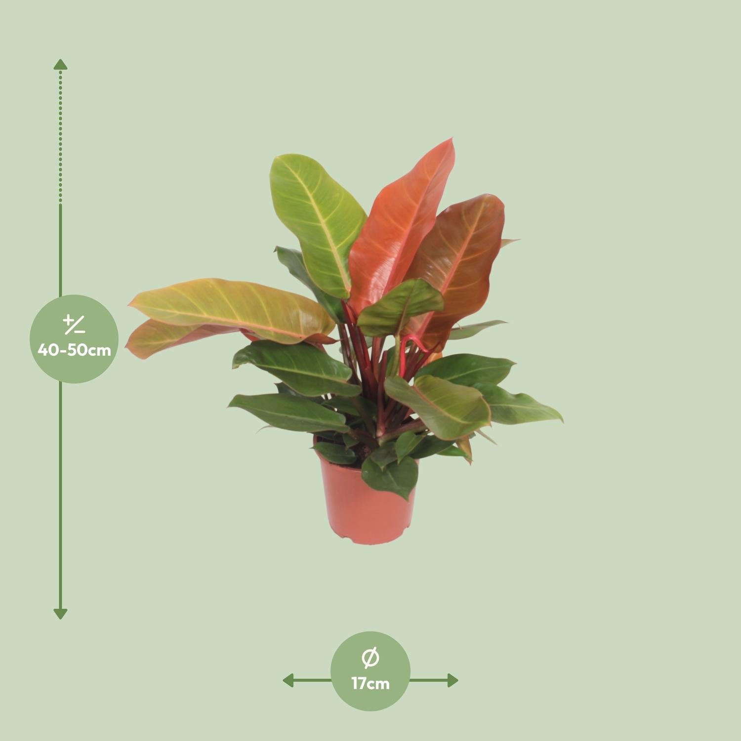 Philodendron Prince of Orange kopen van Everspring in roze pot met groene en oranje bladeren