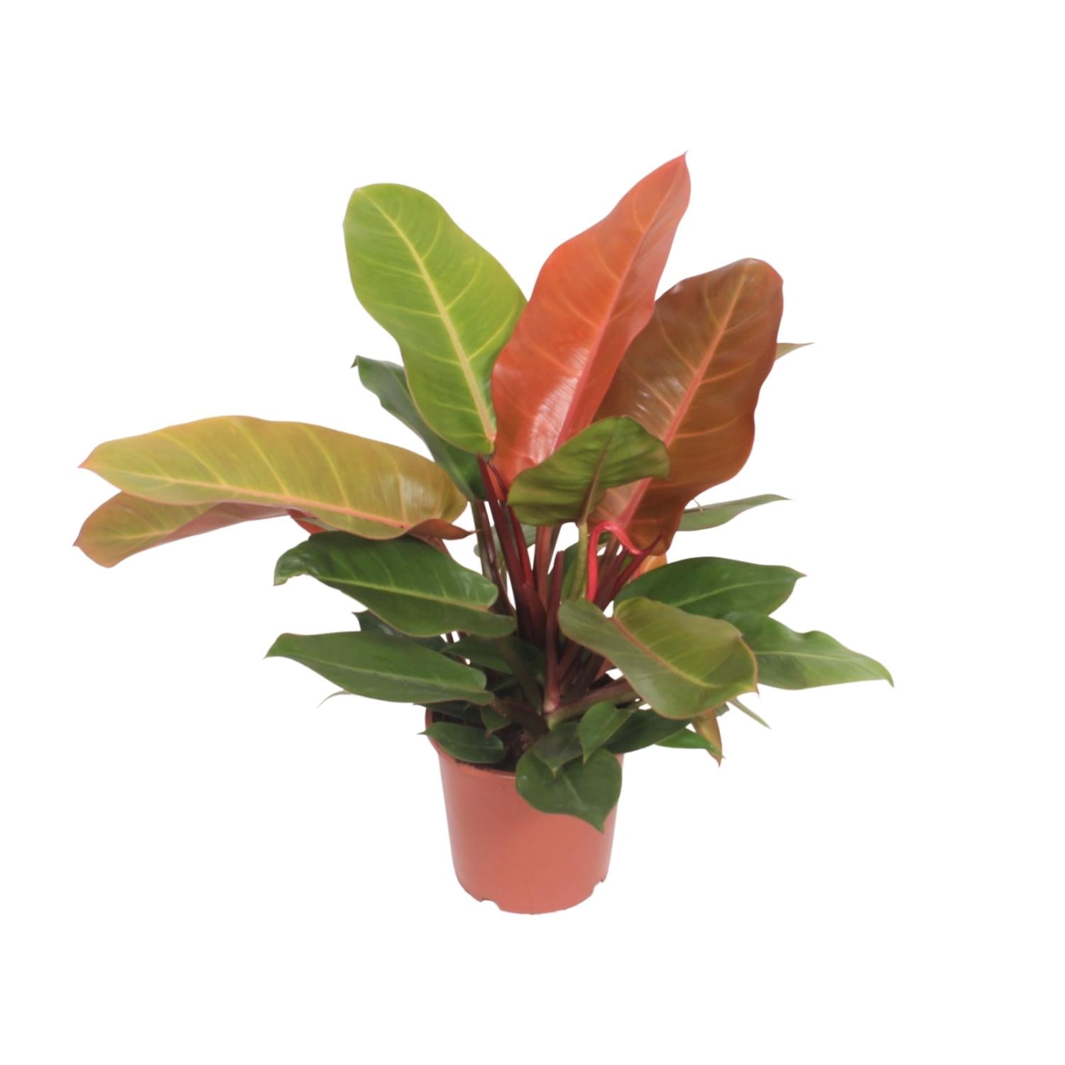 Everspring Philodendron Prince of Orange kopen met opvallende oranje en groene bladeren in pot