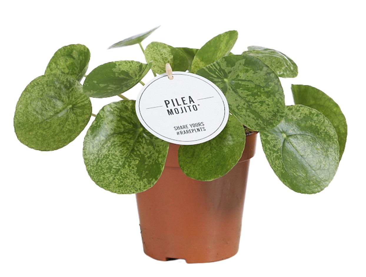 Pilea Mojito kamerplant van Everspring in bruine pot met ronde groene bladeren