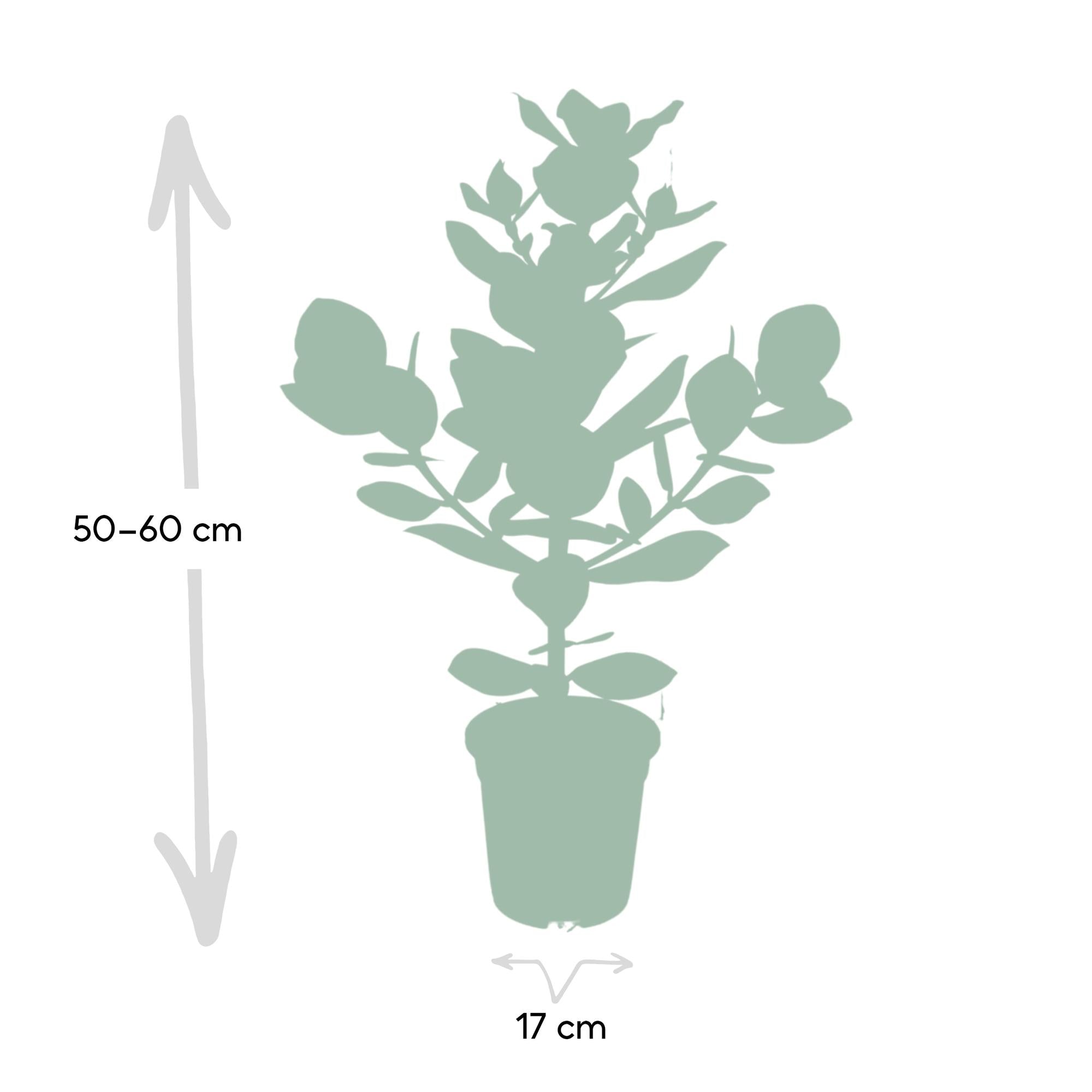 Everspring Clusia Rosea Princess kamerplant van 50 tot 60 cm hoog en 17 cm breed in pot