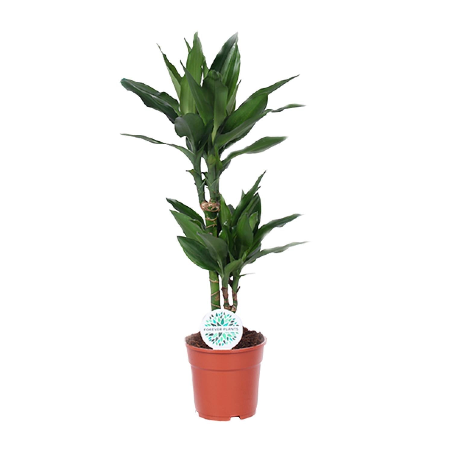 Everspring groene kamerplant in pot met brede bladeren voor binnenhuisdecoratie