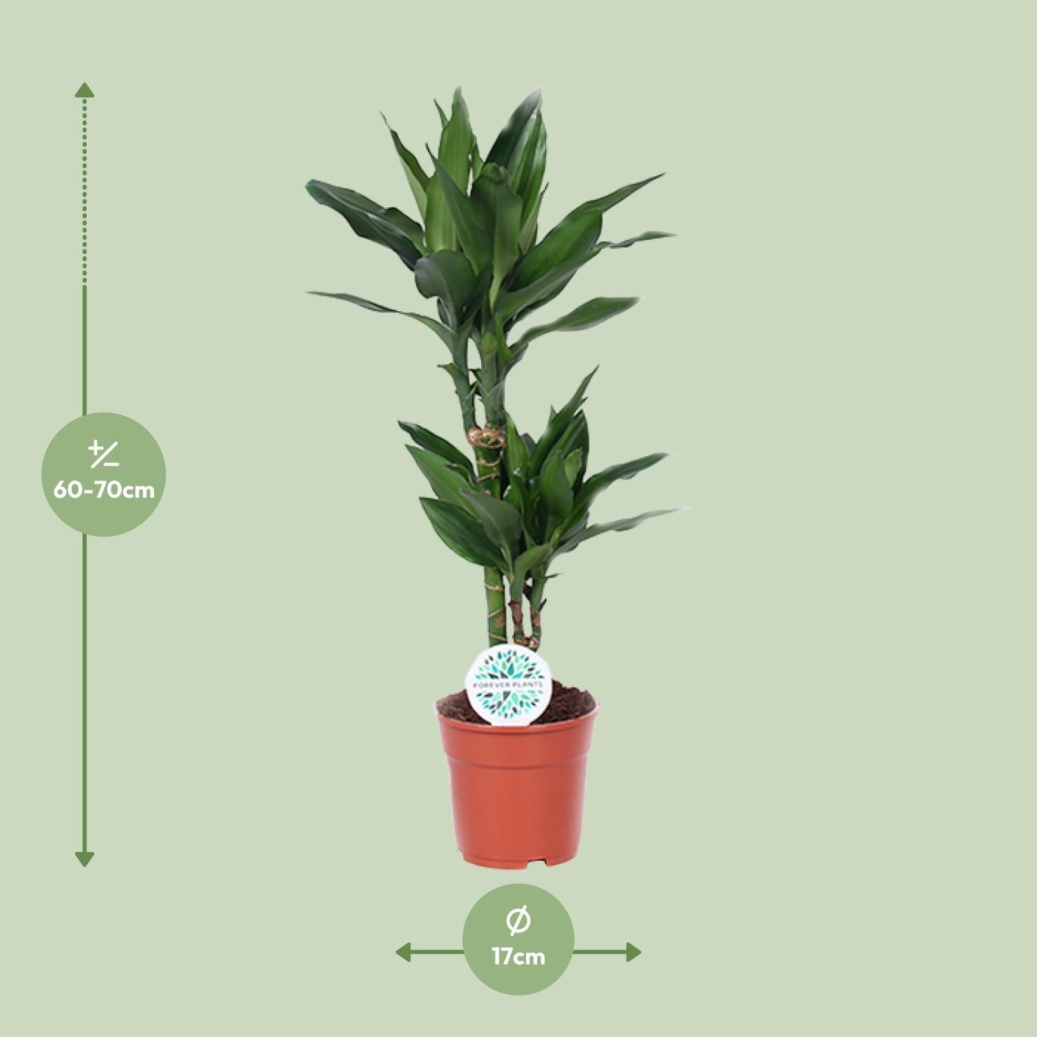 Everspring groene kamerplant in pot van 17 cm met hoogte van 60 tot 70 cm