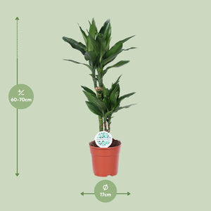 Everspring groene kamerplant in pot van 17 cm met hoogte van 60 tot 70 cm