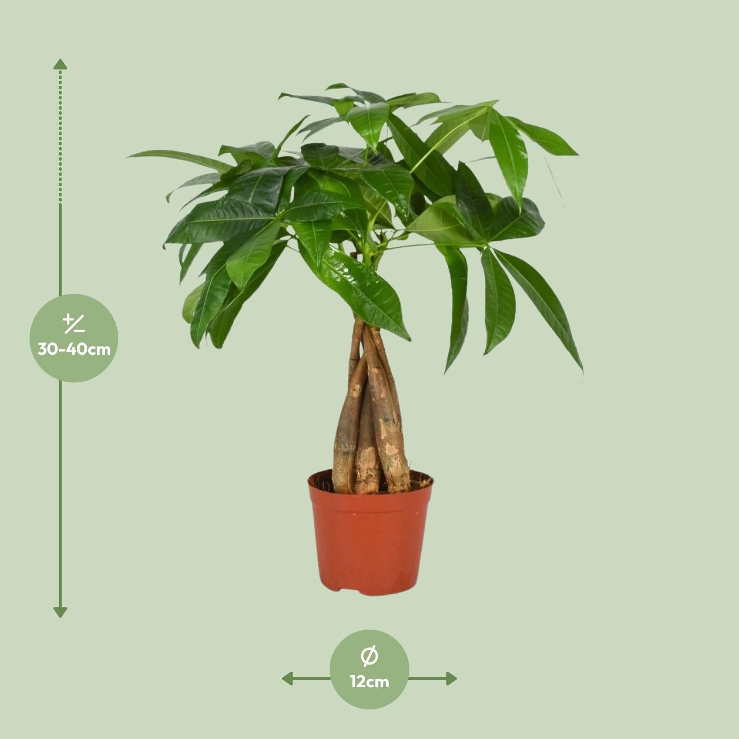 Everspring kamerplant met groene bladeren in pot van 12 cm hoogte 30-40 cm