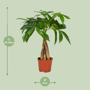 Everspring kamerplant met groene bladeren in pot van 12 cm hoogte 30-40 cm