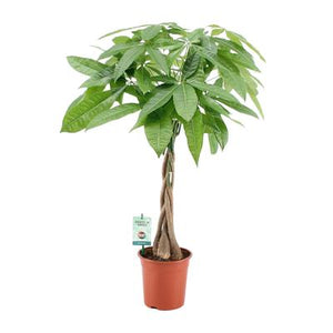 Everspring gevlochten stam geldboom plant in pot met groene bladeren voor kamerdecoratie