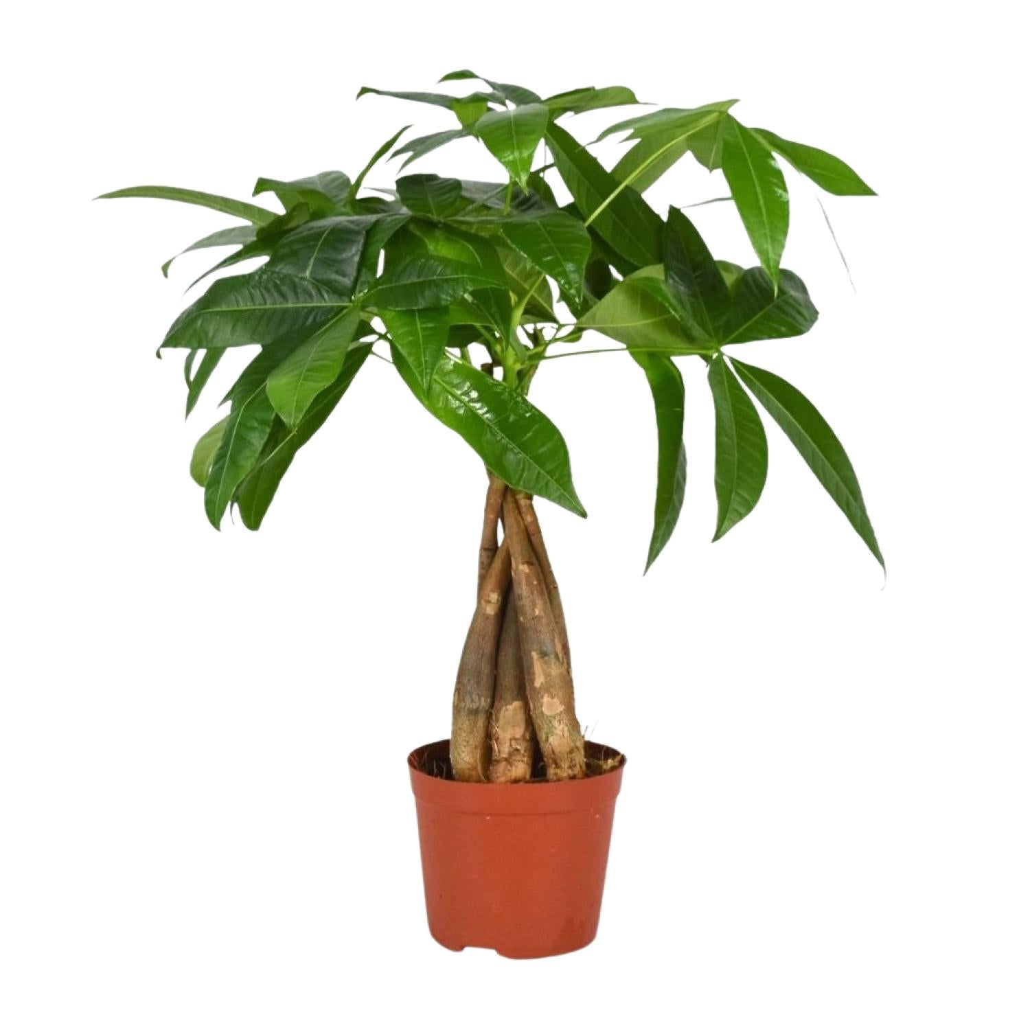 Everspring kamerplant met dikke stam en groene bladeren in terracotta pot voor binnenhuisdecoratie