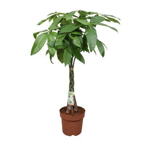 Everspring plant met gevlochten stam en groene bladeren in een bruine pot voor binnen