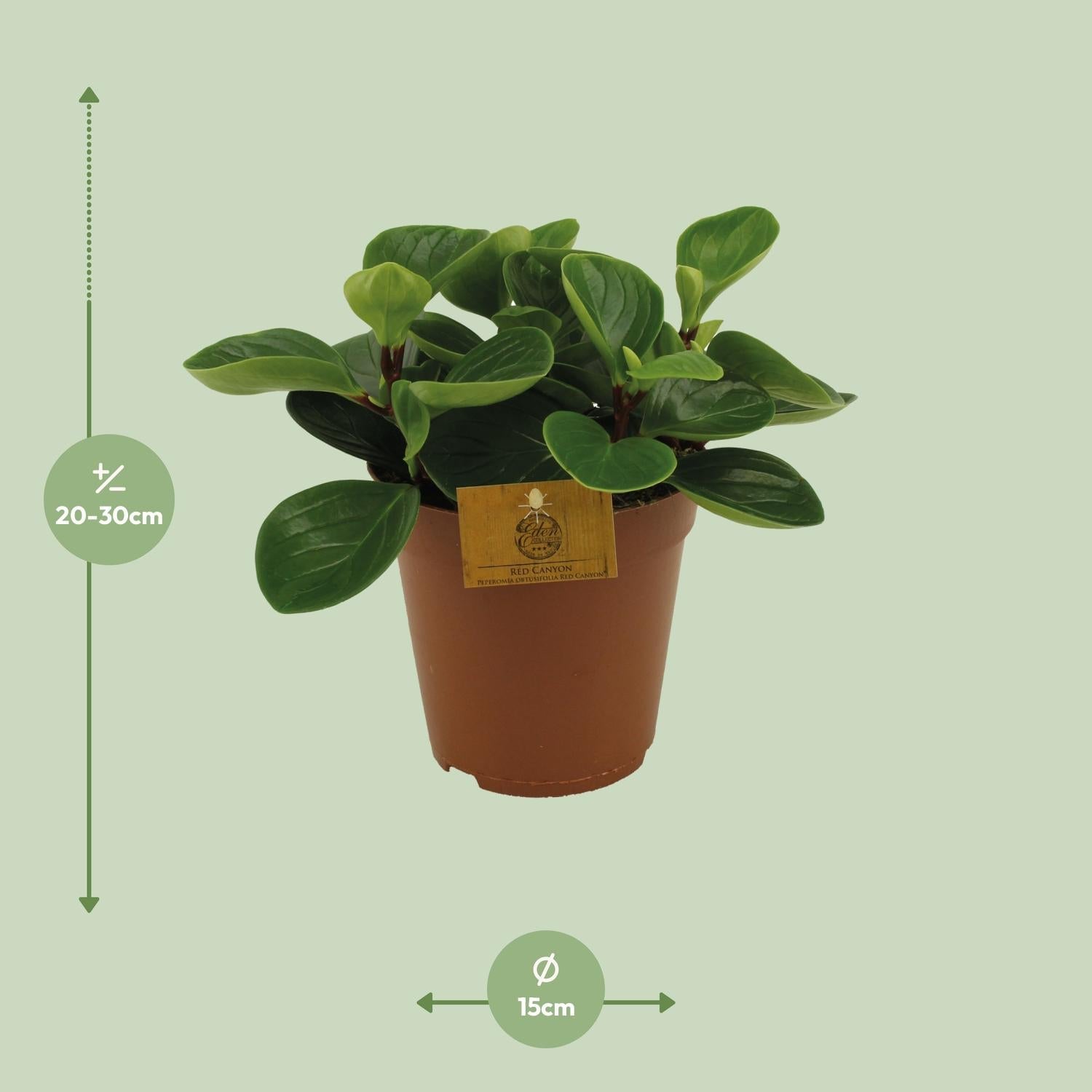 Everspring groene kamerplant in bruine pot met bladeren van 20 tot 30 cm en potdiameter van 15 cm