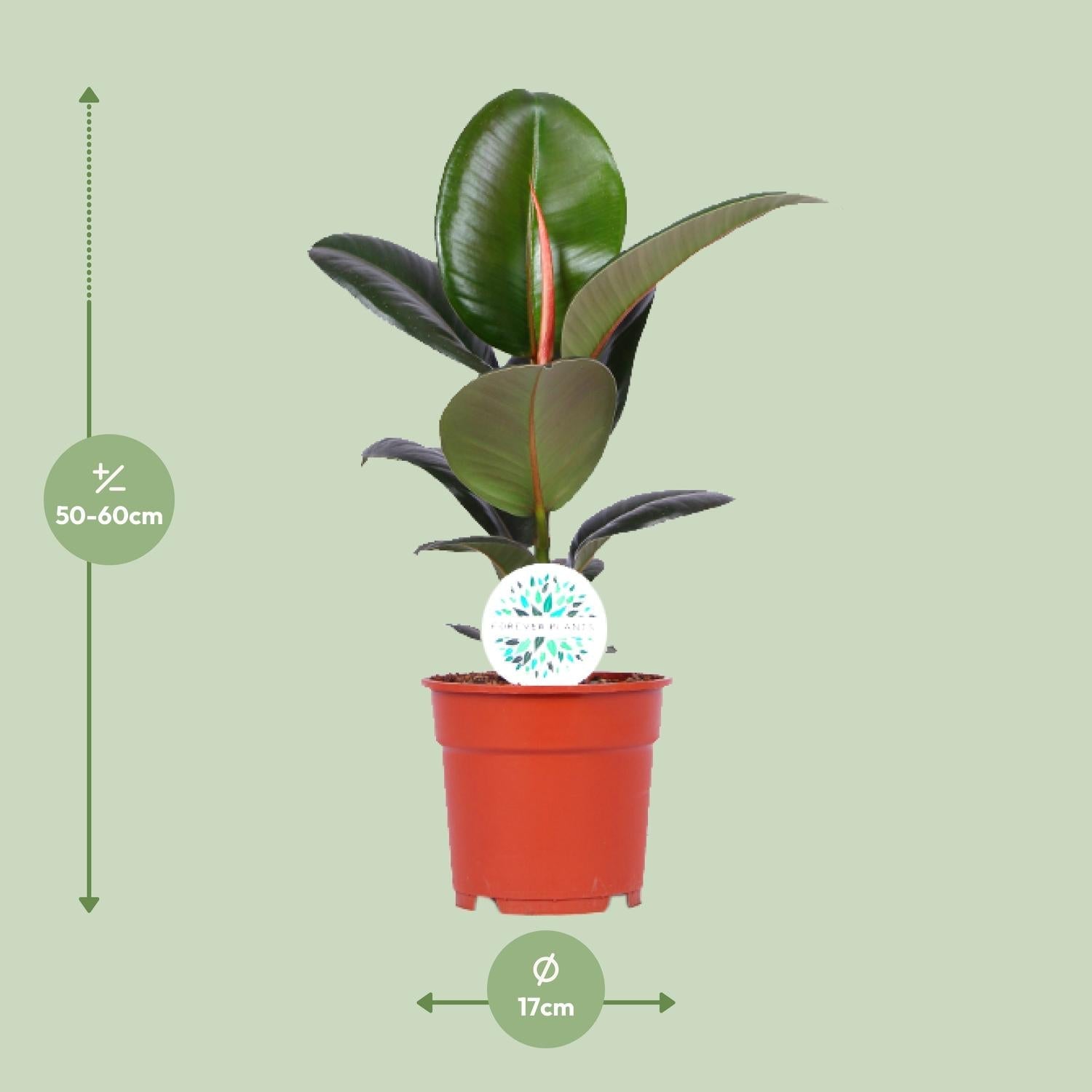 Everspring groene kamerplant in pot van 17 cm hoogte 50-60 cm met glanzende bladeren