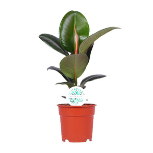 Everspring groene kamerplant met grote glanzende bladeren in een terracotta pot