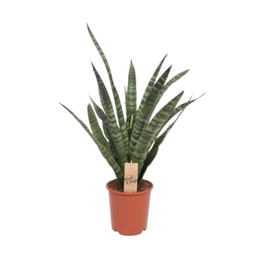 Everspring Sansevieria plant in bruine pot met lange groene bladeren ideaal voor kamerdecoratie