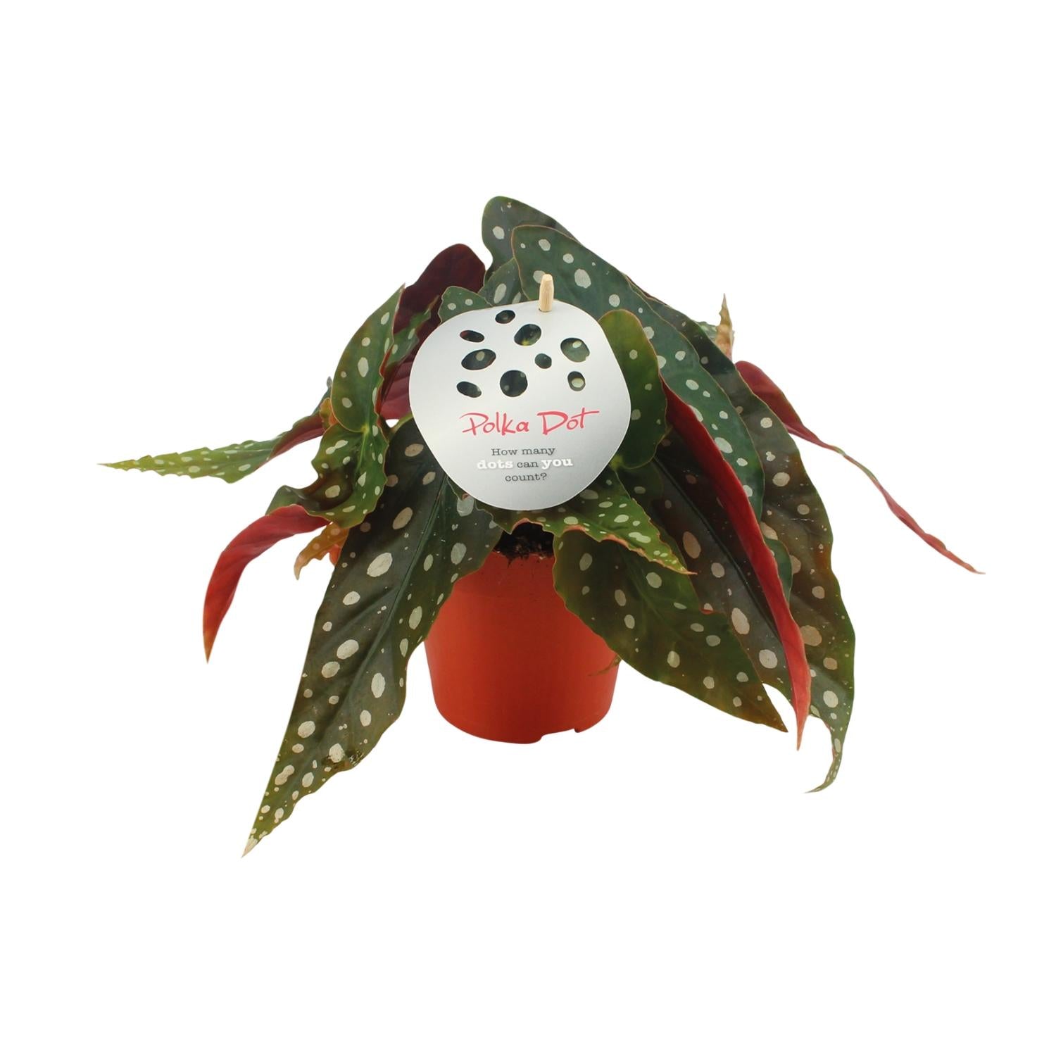 Everspring Begonia Maculata Polka Dot plant in terracotta pot met groene bladeren en witte stippen