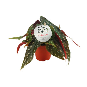 Everspring Begonia Maculata Polka Dot plant in terracotta pot met groene bladeren en witte stippen