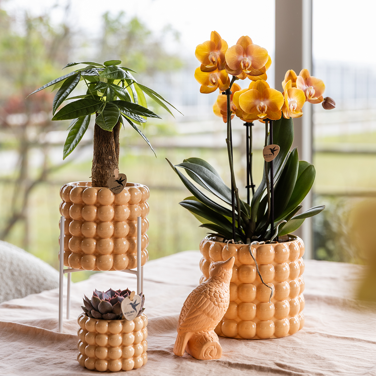 Poppy sierpot perzik van Everspring met bubbels ontwerp gebruikt voor diverse kamerplanten op tafel