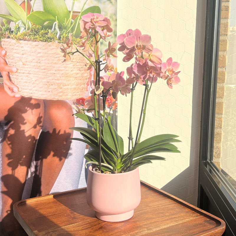 Roze Everspring bloempot met orchidee op een houten tafeltje in zonlicht