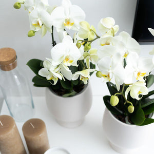 Everspring witte orchidee plant in wit pot met groene bladeren op wit oppervlak