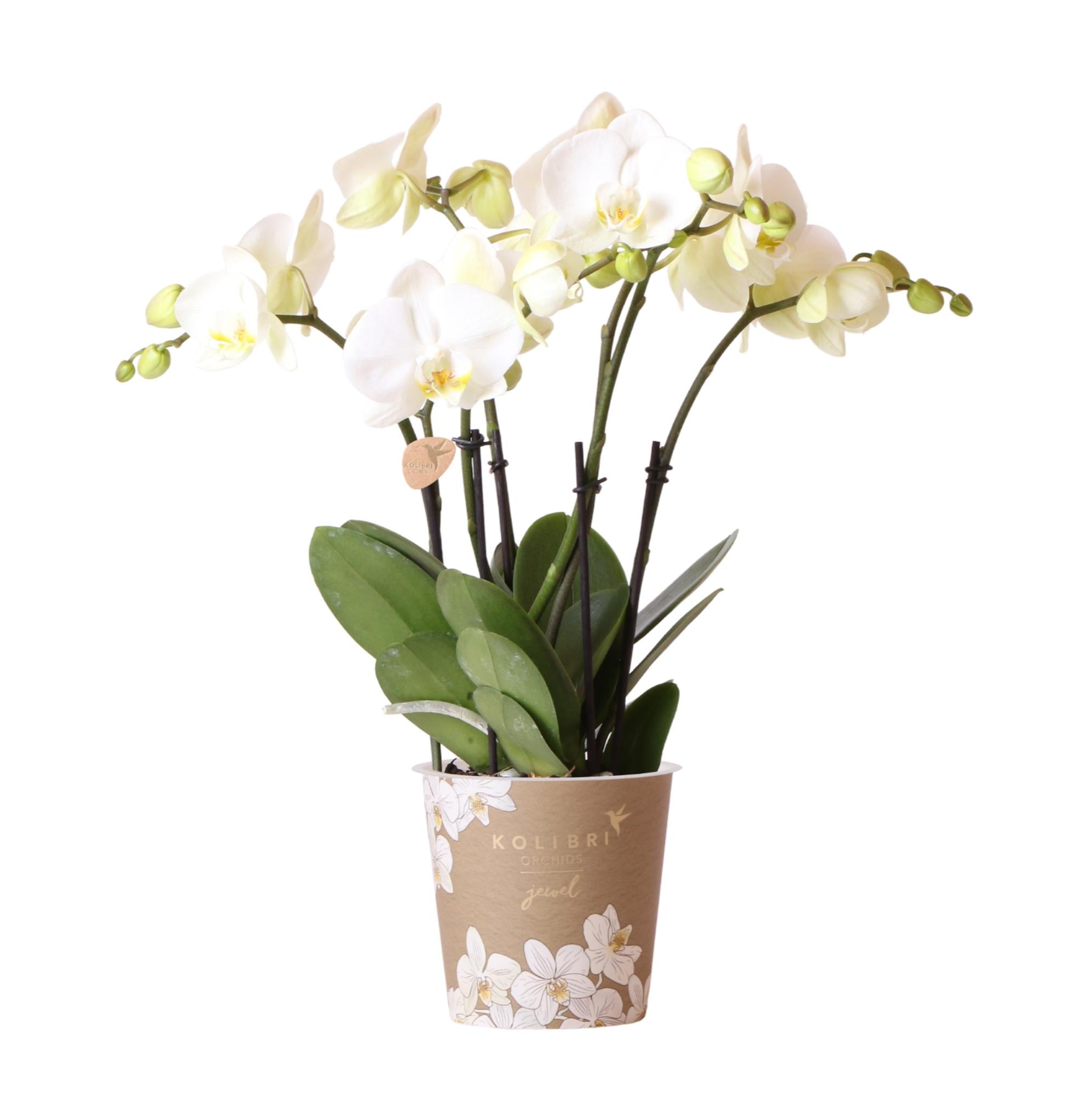 Everspring witte Phalaenopsis orchidee plant in decoratieve pot met groene bladeren